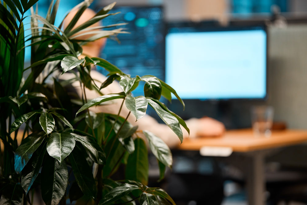 A plant in an office with a person working in the background